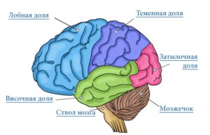 мозг ребенка